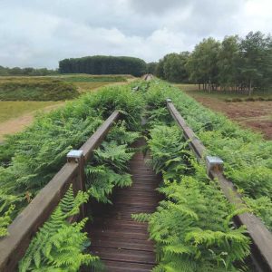 Adlerfarn Brachter Wald
