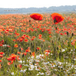Klatschmohnwiese als Blühfläche – schön anzusehen, aber nur einjährig angelegt