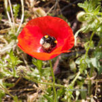 Klatschmohn in einem Blühstreifen – typisch für einjährige Ansaaten