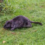 Biber beim Apfelklau an der Schwalm bei Brüggen am Niederrhein