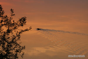 Schwimmender Eurasischer Biber in der Morgendämmerung an einem Niederrhein-Gewässer