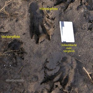 Fußabdruck eines Bibers im Schlamm am Ufer der Schwalm bei Brüggen am Niederrhein