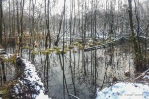 Biberbiotop im Winter an der Schwalm bei Brüggen – aufgestautes Gewässer im Naturpark
