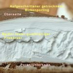 Birkenporling aufgeschnitten