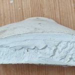 Birkenporling Vorbereitung