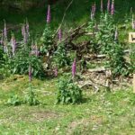 Brachter Depot im Naturschutzgebiet Brachter Wald bei Brüggen