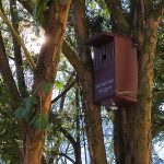 Nistkasten in einer Eibe an der Burg Brüggen 2026