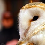 Brüggener Burgweihnacht 2024 – Musikdarbietung lokaler Gruppen im Burginnenhof