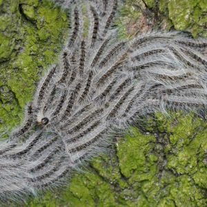 Eichenprozessionsspinner