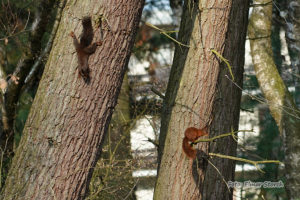 Eichhörnchen klettert senkrecht an einer rauen Baumrinde empor