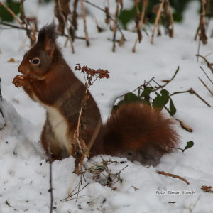 Eichhörnchen sucht im Winter nach versteckten Vorräten