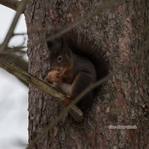 Junges Eichhörnchen mit einer großen Walnuss im Maul