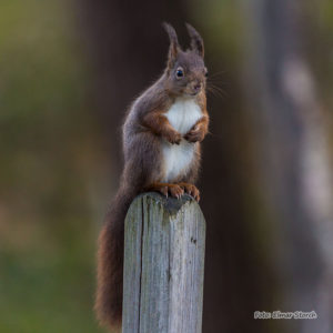 Erwachsenes Eichhörnchen in der Natur von Brüggen