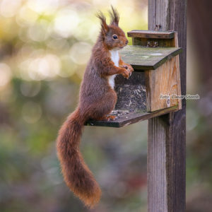 Rotes Eichhörnchen frisst an einem hölzernen Futterhaus in Brüggen
