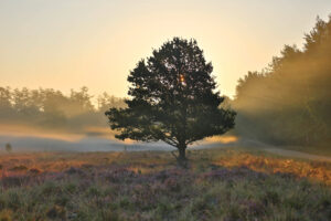 Heide im Elmpter Schwalmbruch bei Sonnenaufgang – goldenes Morgenlicht über der Wachholderheide