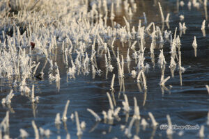 Ruhige Wasserfläche im Elmpter Schwalmbruch mit Spiegelung von Bäumen und Schilf