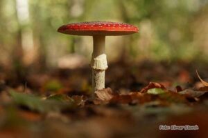 Fliegenpilz im Elmpter Schwalmbruch – typischer Waldbewohner im Naturschutzgebiet