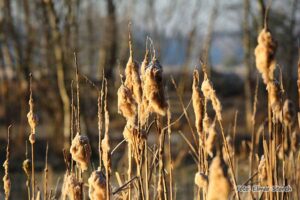 Verblühte Korkenzieherweide im Elmpter Schwalmbruch im Herbst
