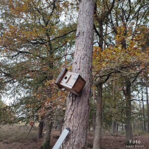 Nestmaterial eines Kleibers in einem Nistkasten