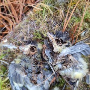 Helfer bei der Montage eines neuen Nistkastens im Wald