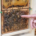 Brüggener Pfingstfest 2024 – Festbetrieb am Pfingstmontag mit Livemusik